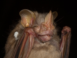 Bat team capture another species